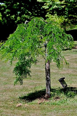 Gleditsia triacanthos 'Emerald Kascade' - dřezovec trojtrnný - letní habitus